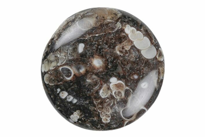 Polished Fossil Turritella Agate Cabochon - Wyoming #219228